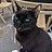 blackcat