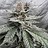 HostileHippie420