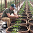 joyridgefarms