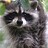 TrashPanda